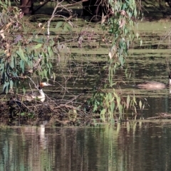 Podiceps cristatus at Splitters Creek, NSW - 26 Feb 2023 10:01 AM