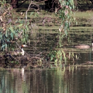 Podiceps cristatus at Splitters Creek, NSW - 26 Feb 2023