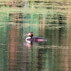 Podiceps cristatus at Splitters Creek, NSW - 26 Feb 2023 10:01 AM