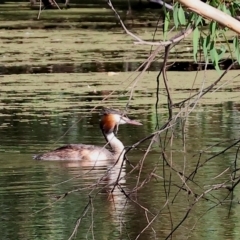 Podiceps cristatus at Splitters Creek, NSW - 26 Feb 2023 10:01 AM