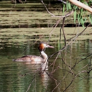 Podiceps cristatus at Splitters Creek, NSW - 26 Feb 2023 10:01 AM