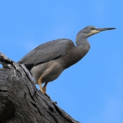Egretta novaehollandiae (White-faced Heron) at Wonga Wetlands - 26 Feb 2023 by KylieWaldon