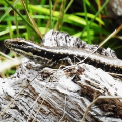 Eulamprus heatwolei (Yellow-bellied Water Skink) at Namadgi National Park - 3 Mar 2023 by JohnBundock