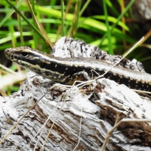 Eulamprus heatwolei at Cotter River, ACT - 3 Mar 2023