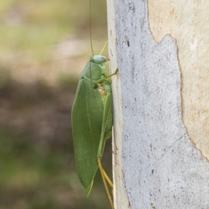 Caedicia simplex at Kambah, ACT - 3 Mar 2023