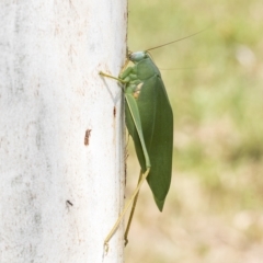 Caedicia simplex at Kambah, ACT - 3 Mar 2023