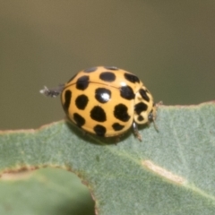 Harmonia conformis (Common Spotted Ladybird) at Kambah, ACT - 3 Mar 2023 by AlisonMilton