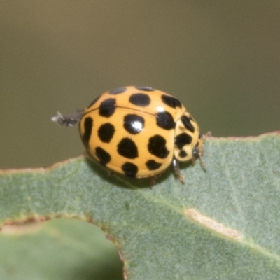 Harmonia conformis (Common Spotted Ladybird) at Kambah, ACT - 2 Mar 2023 by AlisonMilton