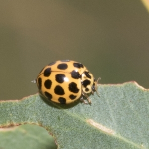 Harmonia conformis at Kambah, ACT - 3 Mar 2023