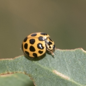 Harmonia conformis at Kambah, ACT - 3 Mar 2023