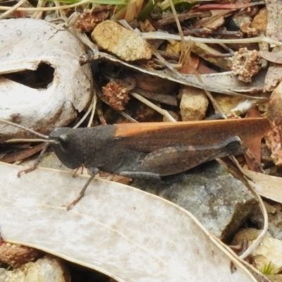 Cirphula pyrrhocnemis (Variable Cirphula) at Namadgi National Park - 3 Mar 2023 by JohnBundock