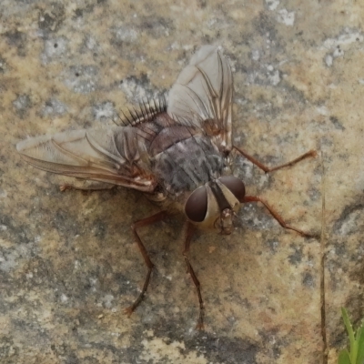 Rutilia (Donovanius) sp. (genus & subgenus) (A Bristle Fly) at Cotter River, ACT - 2 Mar 2023 by JohnBundock