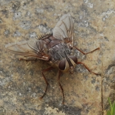 Rutilia (Donovanius) sp. (genus & subgenus) (A Bristle Fly) at Cotter River, ACT - 3 Mar 2023 by JohnBundock