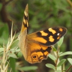 Heteronympha banksii (Banks' Brown) at Cotter River, ACT - 3 Mar 2023 by JohnBundock