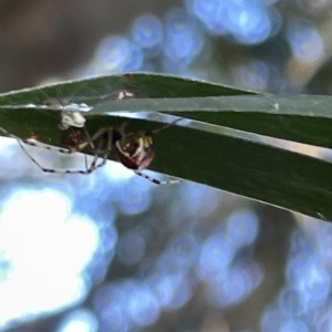 Theridion pyramidale at Hackett, ACT - 3 Mar 2023 05:48 PM