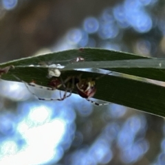 Theridion pyramidale at Hackett, ACT - 3 Mar 2023