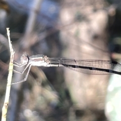 Austrolestes leda (Wandering Ringtail) at Mount Majura - 3 Mar 2023 by Hejor1