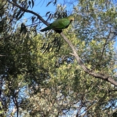 Alisterus scapularis (Australian King-Parrot) at Hackett, ACT - 3 Mar 2023 by Hejor1