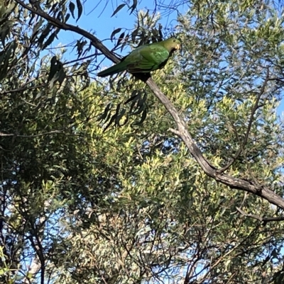 Alisterus scapularis (Australian King-Parrot) at Mount Majura - 3 Mar 2023 by Hejor1
