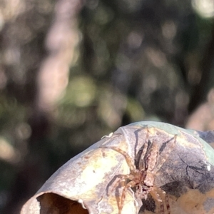 Helpis sp. (genus) at Hackett, ACT - 3 Mar 2023