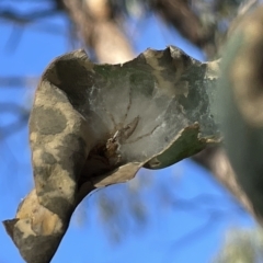 Helpis sp. (genus) at Hackett, ACT - 3 Mar 2023