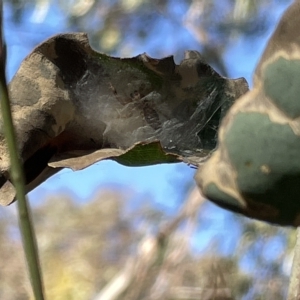 Helpis sp. (genus) at Hackett, ACT - 3 Mar 2023