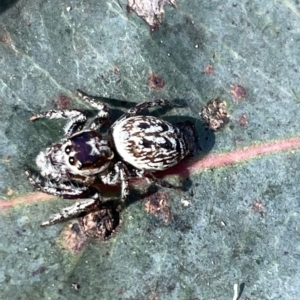 Opisthoncus sp. (genus) at Hackett, ACT - 3 Mar 2023