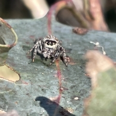 Opisthoncus sp. (genus) at Hackett, ACT - 3 Mar 2023