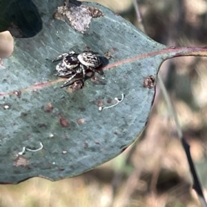 Opisthoncus sp. (genus) at Hackett, ACT - 3 Mar 2023