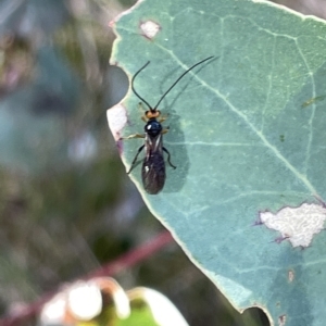 Braconidae (family) at Hackett, ACT - 3 Mar 2023 05:26 PM