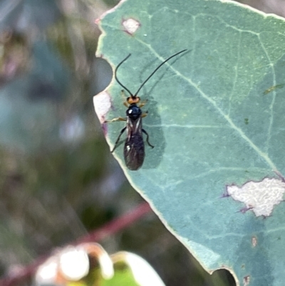 Braconidae (family) (Unidentified braconid wasp) at Mount Majura - 3 Mar 2023 by Hejor1