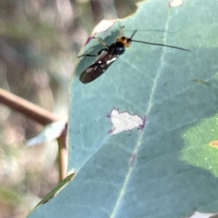 Braconidae (family) at Hackett, ACT - 3 Mar 2023