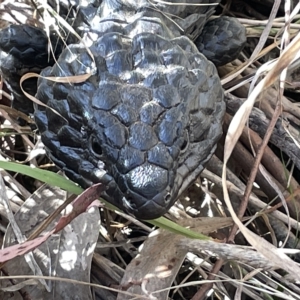 Tiliqua rugosa at Hackett, ACT - 3 Mar 2023