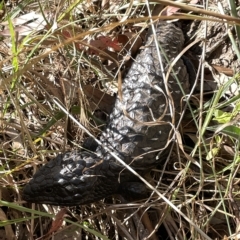 Tiliqua rugosa at Hackett, ACT - 3 Mar 2023