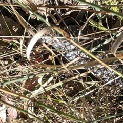 Tiliqua rugosa at Hackett, ACT - 3 Mar 2023