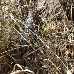 Tiliqua rugosa at Hackett, ACT - 3 Mar 2023