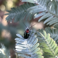 Adoxia benallae at Hackett, ACT - 3 Mar 2023 05:12 PM