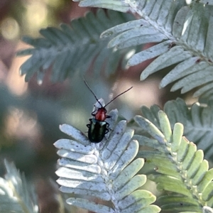 Adoxia benallae at Hackett, ACT - 3 Mar 2023 05:12 PM