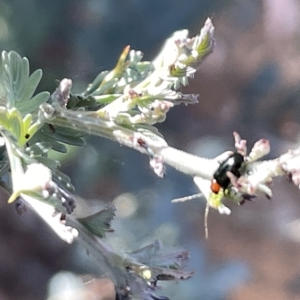 Adoxia benallae at Hackett, ACT - 3 Mar 2023 05:12 PM