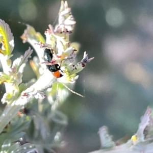 Adoxia benallae at Hackett, ACT - 3 Mar 2023 05:12 PM