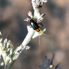 Adoxia benallae at Hackett, ACT - 3 Mar 2023 05:12 PM