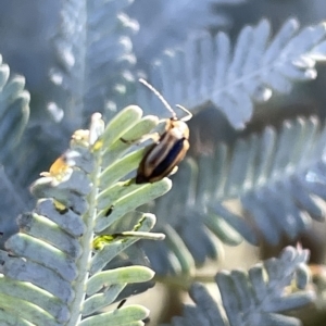 Monolepta froggatti at Hackett, ACT - 3 Mar 2023