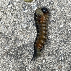 Pergidae sp. (family) (Unidentified Sawfly) at City Renewal Authority Area - 3 Mar 2023 by Hejor1