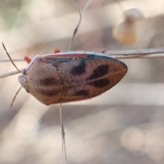 Coleotichus costatus (Green shield-backed bug) at Murrumbateman, NSW - 3 Mar 2023 by SimoneC