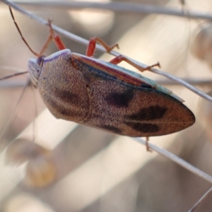 Coleotichus costatus at Murrumbateman, NSW - 3 Mar 2023