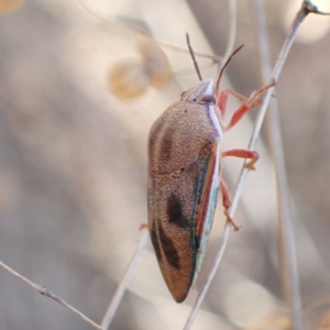 Coleotichus costatus at Murrumbateman, NSW - 3 Mar 2023