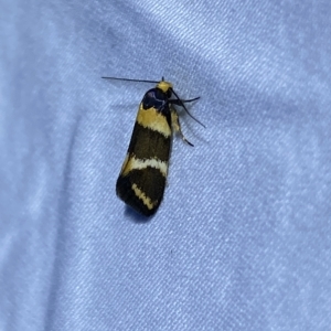 Cosmaresta callichrysa at Jerrabomberra, NSW - 3 Mar 2023