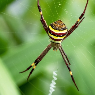 Argiope keyserlingi (St Andrew's Cross Spider) at Penrose, NSW - 2 Mar 2023 by Aussiegall