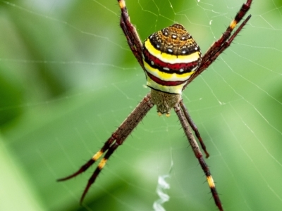 Argiope keyserlingi (St Andrew's Cross Spider) at Penrose, NSW - 1 Mar 2023 by Aussiegall