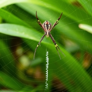 Argiope keyserlingi at Penrose, NSW - suppressed